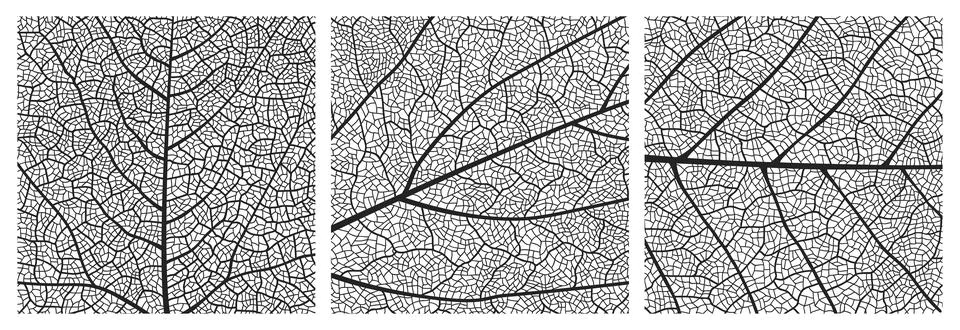 Leaf texture pattern with veins and cells Stockillustratie