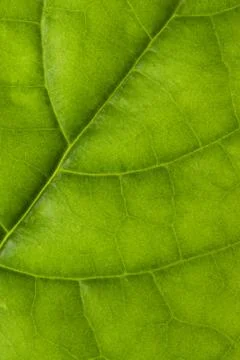 Leaf texture Stock Photos