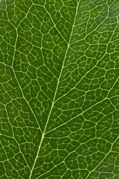 Leaf texture Stock Photos
