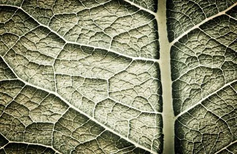 Leaf texture Stock Photos