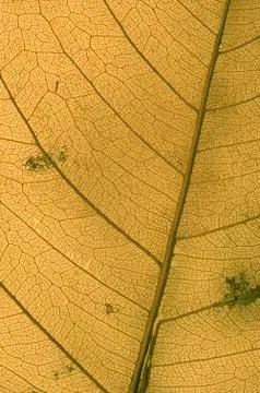 Leaf texture Stock Photos
