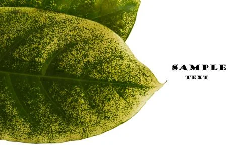 Leaf texture Stock Photos