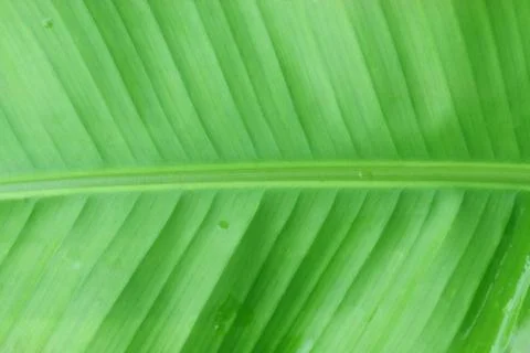 Leaf texture Stock Photos