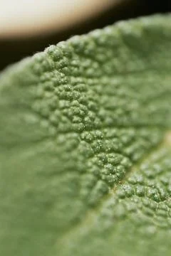 Leaf texture Stock Photos