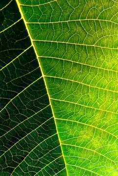 Leaf texture Stock Photos