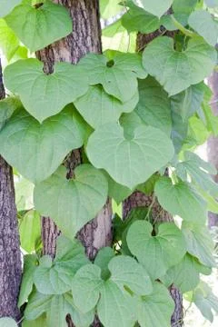 Leaf texture Stock Photos