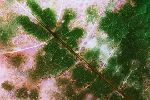 Leaf texture Stock-Fotos