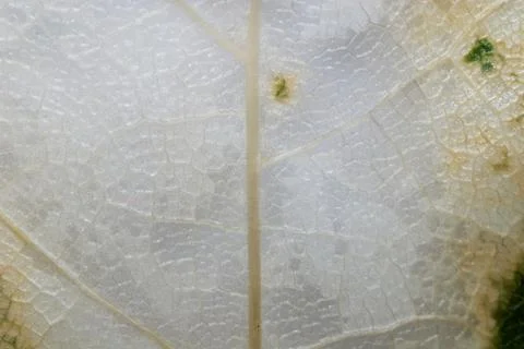 Leaf texture Foto stock