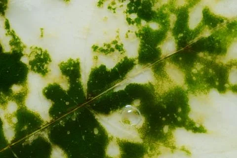 Leaf texture Foto stock