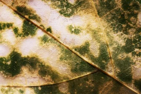 Leaf texture Stock Photos
