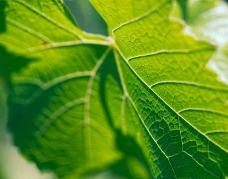 Leaf texture Stock Photos