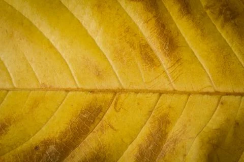 Leaf texture Stock Photos