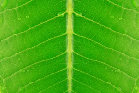 Leaf texture Stock Photos