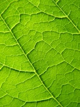 Leaf texture Stock Photos