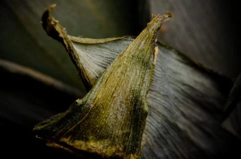 Leaf texture Stock Photos