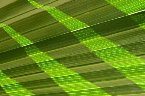 Leaf texture Stock Photos