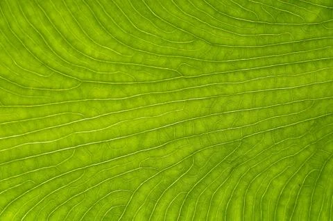 Leaf texture Stock Photos