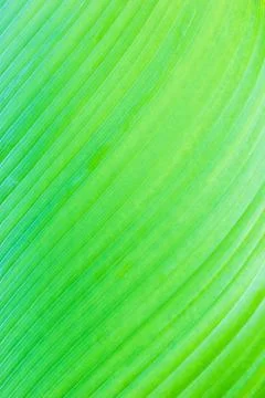 Leaf texture Stock Photos