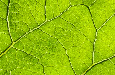 Leaf texture Stock Photos