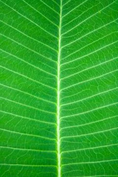 Leaf texture Stock Photos
