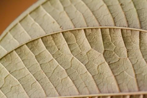 Leaf texture Fotos Stock