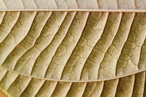 Leaf texture Fotos Stock