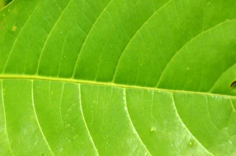 Leaf texture Fotos Stock