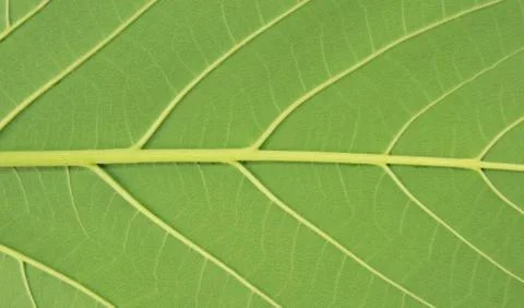 Leaf texture Stock Photos