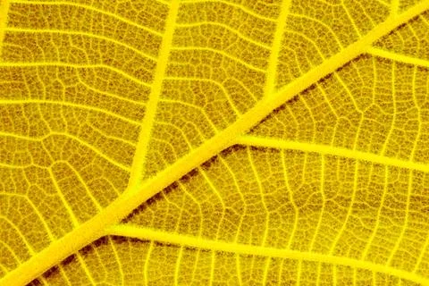 Leaf texture Stock Photos
