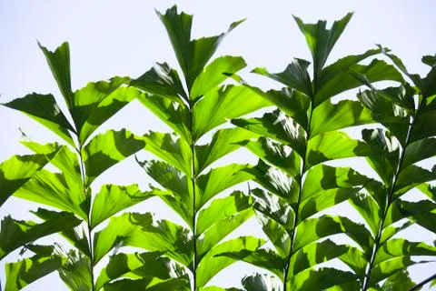 Leaf texture Foto stock