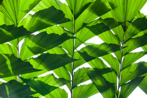 Leaf texture Stock Photos