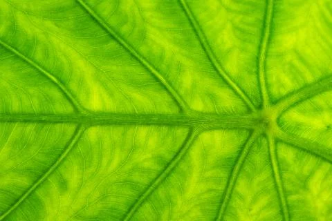 Leaf texture Foto stock