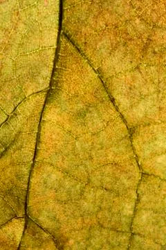 Leaf texture 스톡 사진