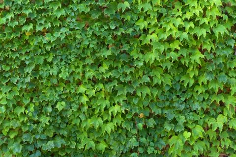 Leaf texture Foto stock