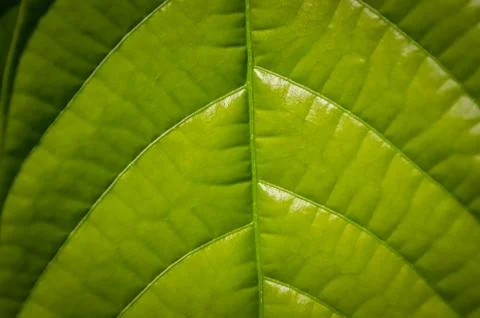 Leaf Texture Fotos Stock