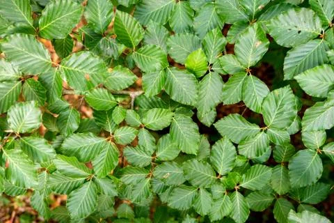 Leaf texture Foto stock