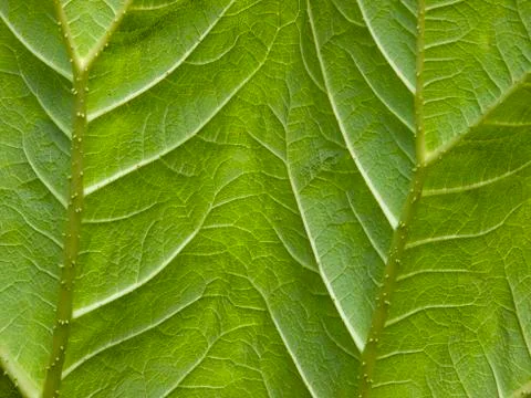 Leaf texture Stock Photos