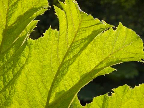Leaf texture Stock Photos
