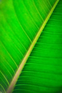 Leaf texture Stock Photos