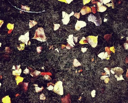 Leaf Texture Stock Photos