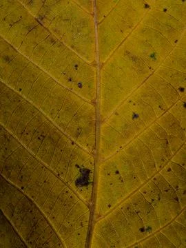Leaf texture Stock Photos