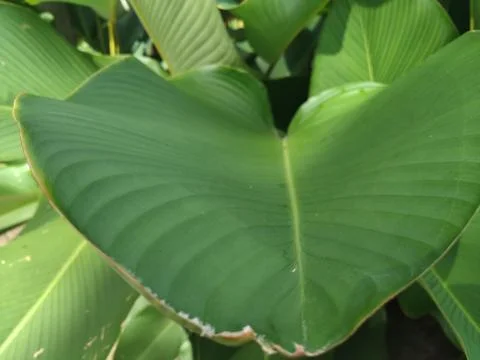 Leaf Texture Stock Photos
