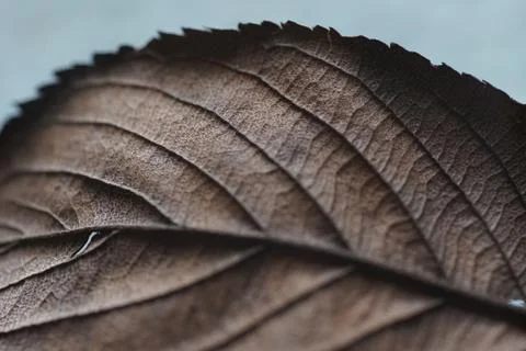 Leaf texture. Stock Photos