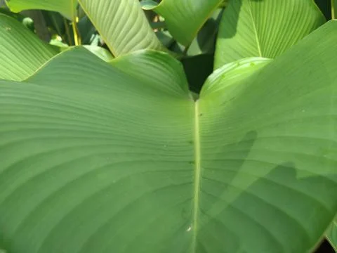 Leaf Texture Stock Photos