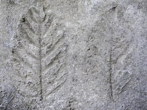 Leaf texture stamp on concrete floor. Stock Photos