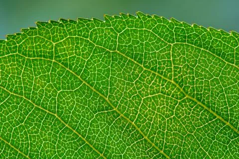 Leaf texture with veins Stock Photos