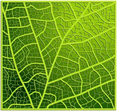 Leaf texture, veins vector background design. Beautiful illustration ready to Illustrazione stock