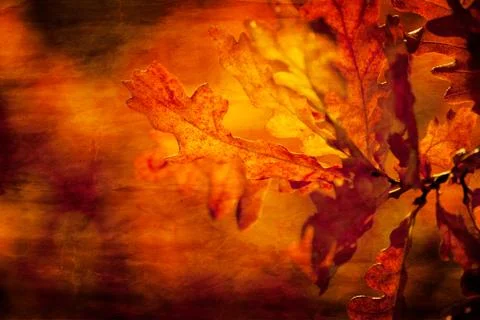 Leaf textured Stock Photos