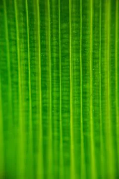 Leaf textured Stock Photos