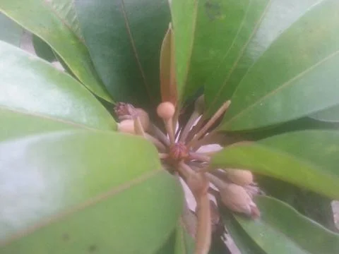 Leaf three 스톡 사진